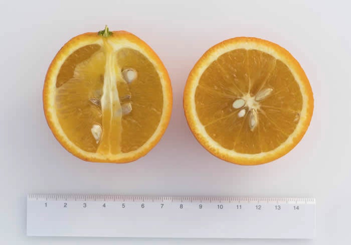 Orange de Nice Sweet Orange crc 3624010