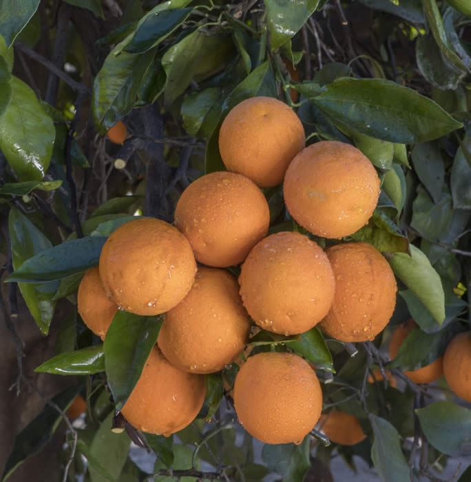 orangeofheavencrc371004