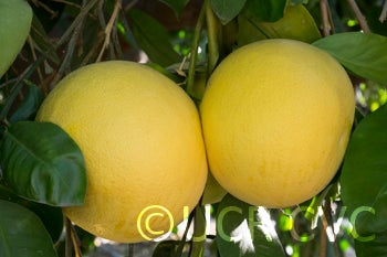 oroblancopummeloxgrapefruithybridcrc3602003