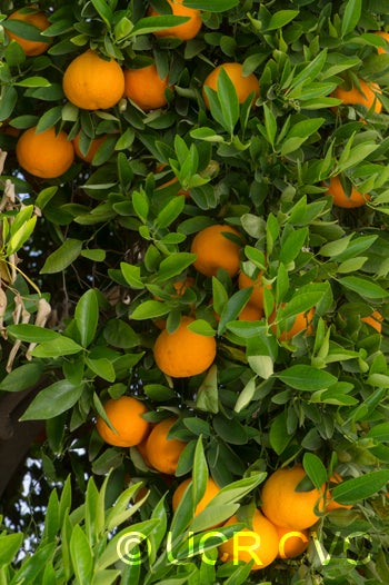 ortaniquetangorcrc336800