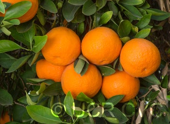 ortaniquetangorcrc3368006