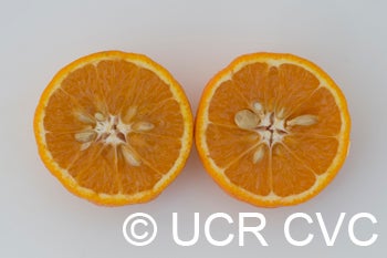 ortaniquetangorcrc3368011