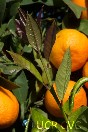 otaheiteacidlessrangpurlimecrc2709004