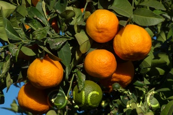 otaheiteacidlessrangpurlimecrc2709006