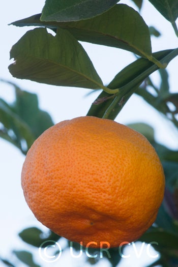 otaheiteacidlessrangpurlimecrc270900