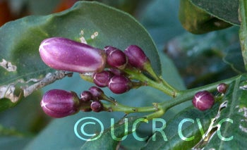 otaheiteacidlessrangpurlimecrc2709010