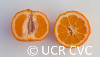 otaheiteacidlessrangpurlimecrc2709014