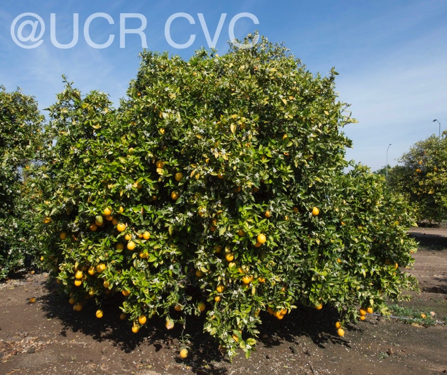 ovale_calabrese_sweet_orange_crc_3921_002.jpg