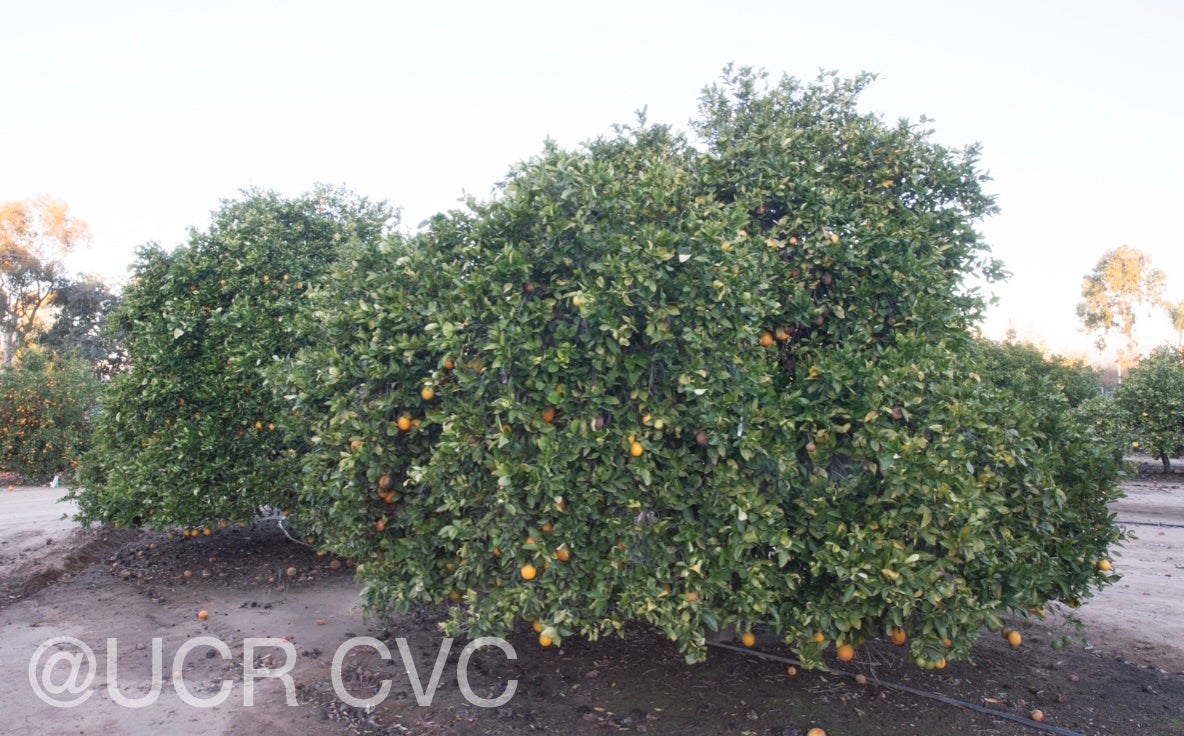 ovale_calabrese_sweet_orange_crc_3921_003.jpg