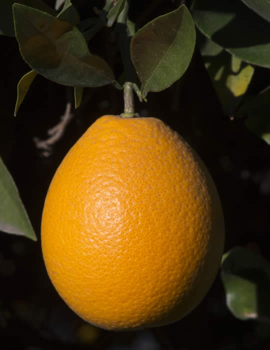 ovalecalabresesweetorangecrc3921006