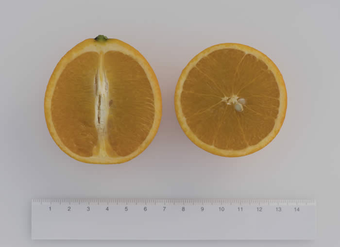 ovalesweetorangecrc3625005.