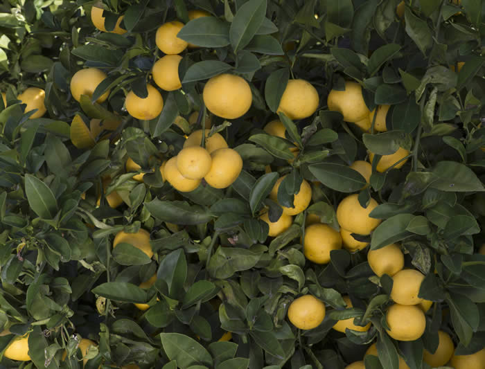 paaklingmunglemonhybridcrc3193003