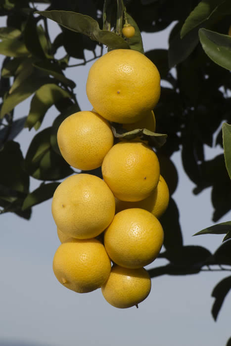 paaklingmunglemonhybridcrc3193004