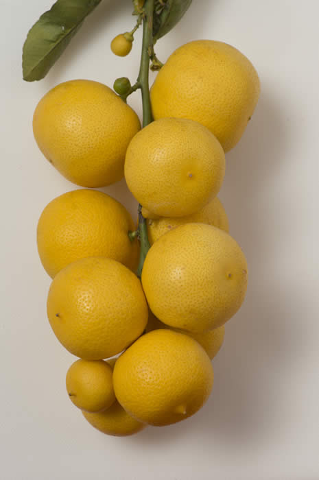 paaklingmunglemonhybridcrc3193007