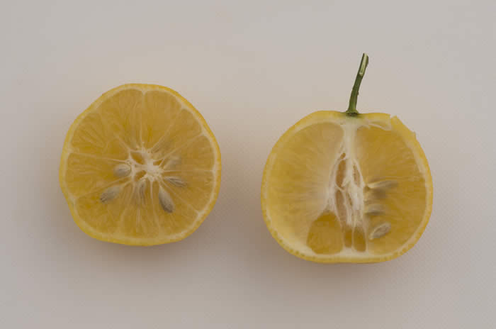 paaklingmunglemonhybridcrc3193009