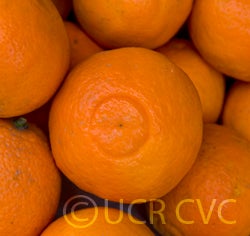 pagemandarinpritchetttorrancefm001