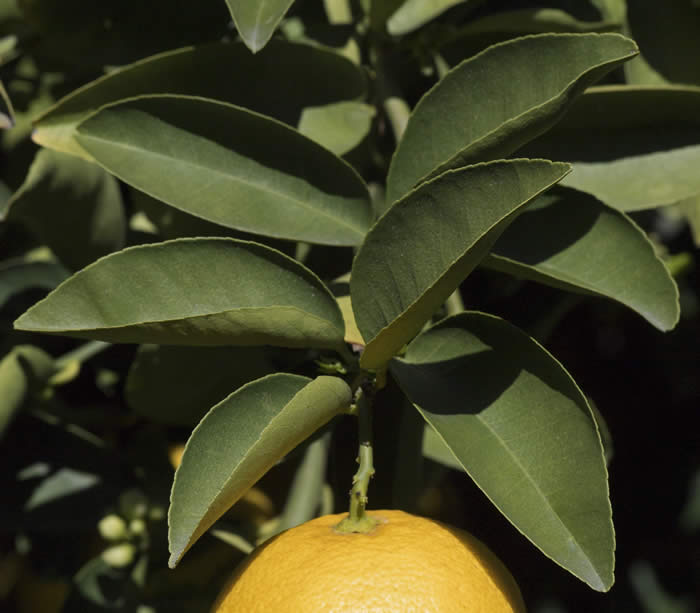 palestinesweetlimecrc1482009