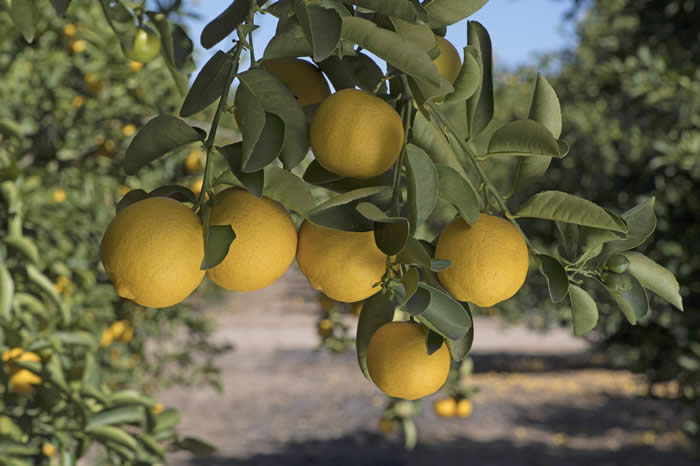 palestinesweetlimecrc1482012