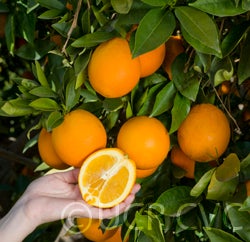 palmernavelorangecrc3964002