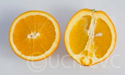 palmernavelorangecrc3964003