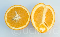 palmernavelorangecrc4013002