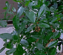 pamburus_missionis3511_2_000