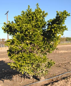 pamburusmissionis001_000