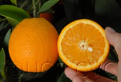 Valencia orange seedling paper rind 003_000.jpg
