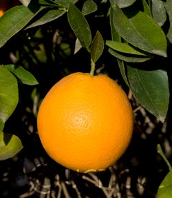 paradisenavelorangecrc2853001