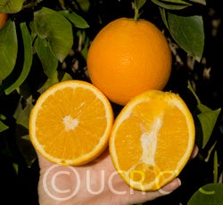 paradisenavelorangecrc2853002
