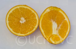 paradisenavelorangecrc2853003