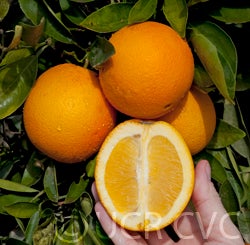 parentwashnavel_crc1241a_028