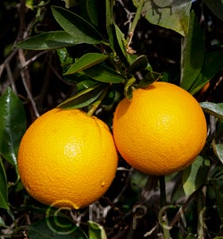 parentwashnavel_crc1241b_019