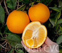 parentwashnavel_crc1241b_032