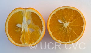 parsonbrownsweetorangecrc3873007