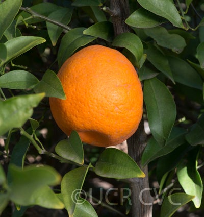 parsonsspecialmandarincrc300004