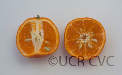 parsonsspecialmandarincrc300009