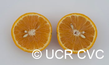 pearltangelocrc2849003