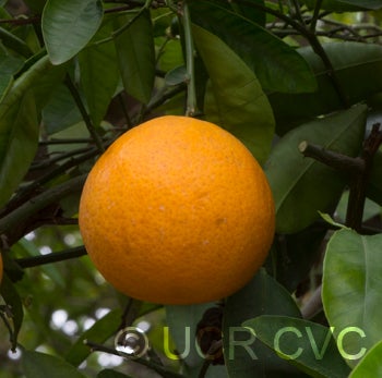 pearltangelocrc2849004