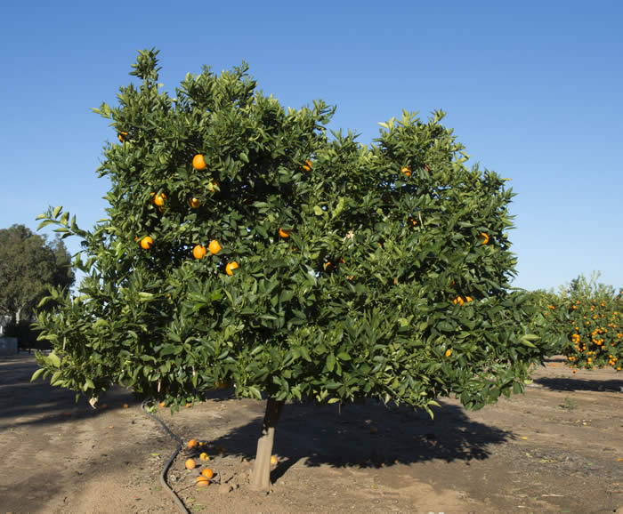 pehrson3valenciasweetorangecrc4196007