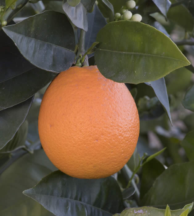 pehrson4valenciasweetorangecrc4197006