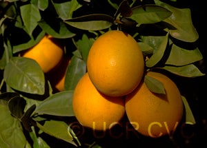 peraosweetorangecrc3599004