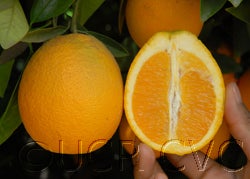 peraovalencia003_000