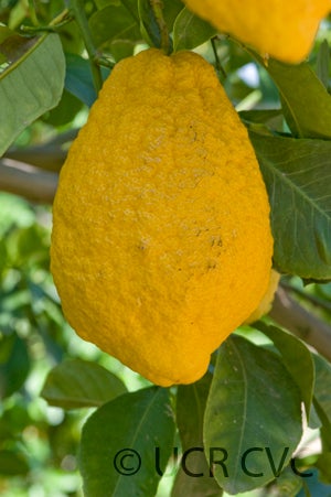 perettalemonhybridcrc3924007