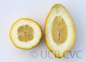 perettalemonhybridcrc3924008