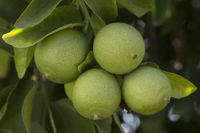 perrinelemonimecrc2458009