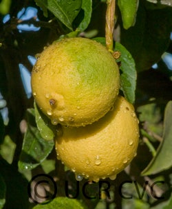 perrinelemonimecvc2458003