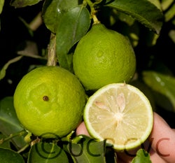 perrinelemonimecvc2458008