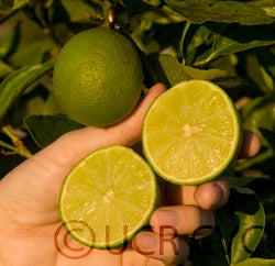persianlimecrc4170005