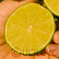 persianlimecrc4170006